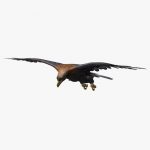 Golden Eagle (ANIMATED)