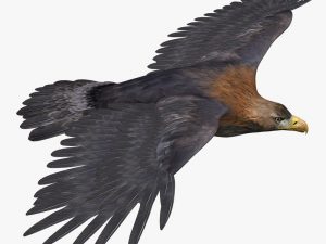 Golden Eagle (ANIMATED)