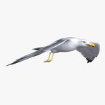 Seagull (ANIMATED)