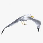 Seagull (ANIMATED)