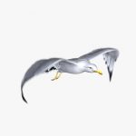 Seagull (ANIMATED)