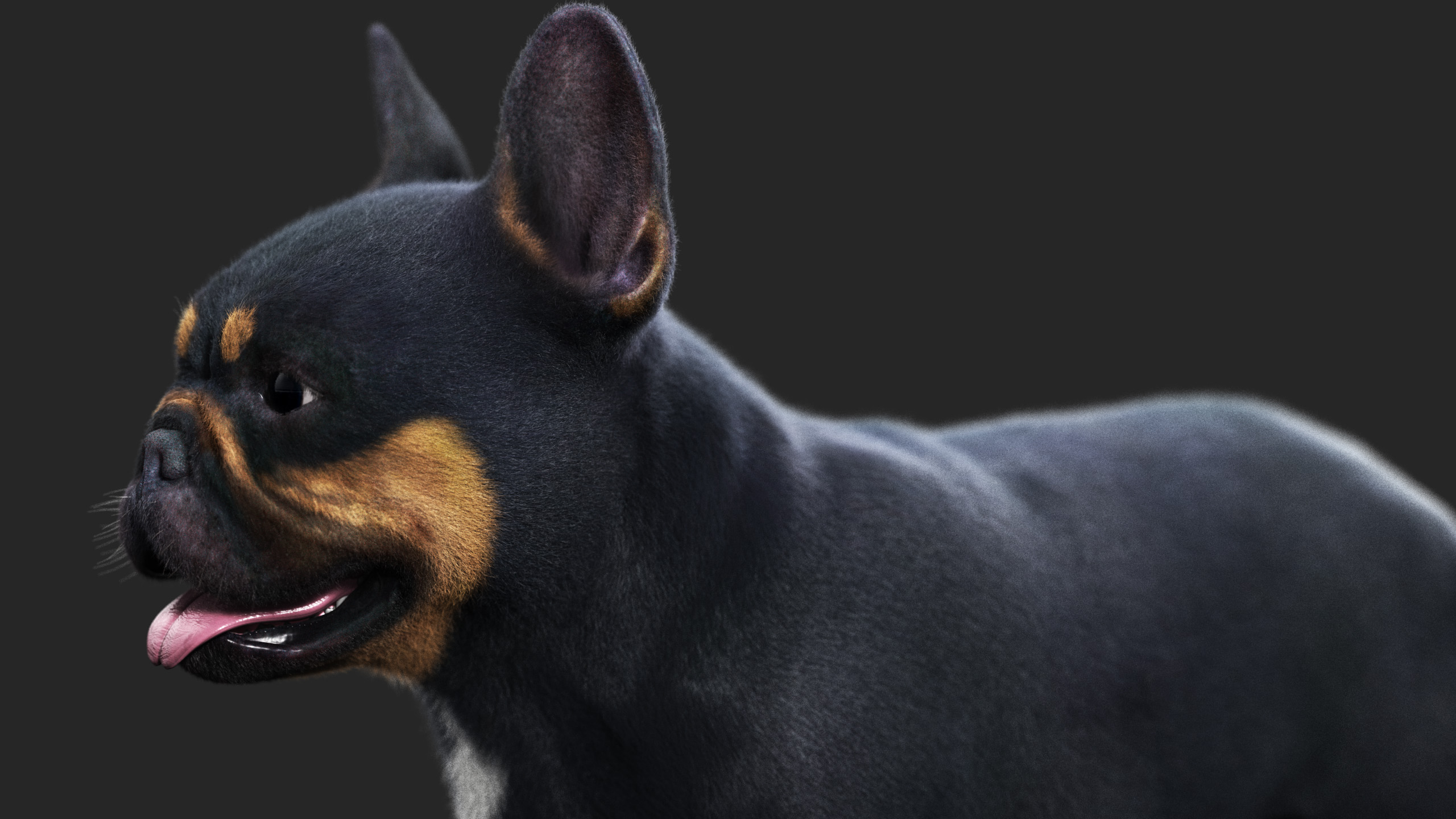 French BullDog (ANIMATED) (XGEN-CORE)