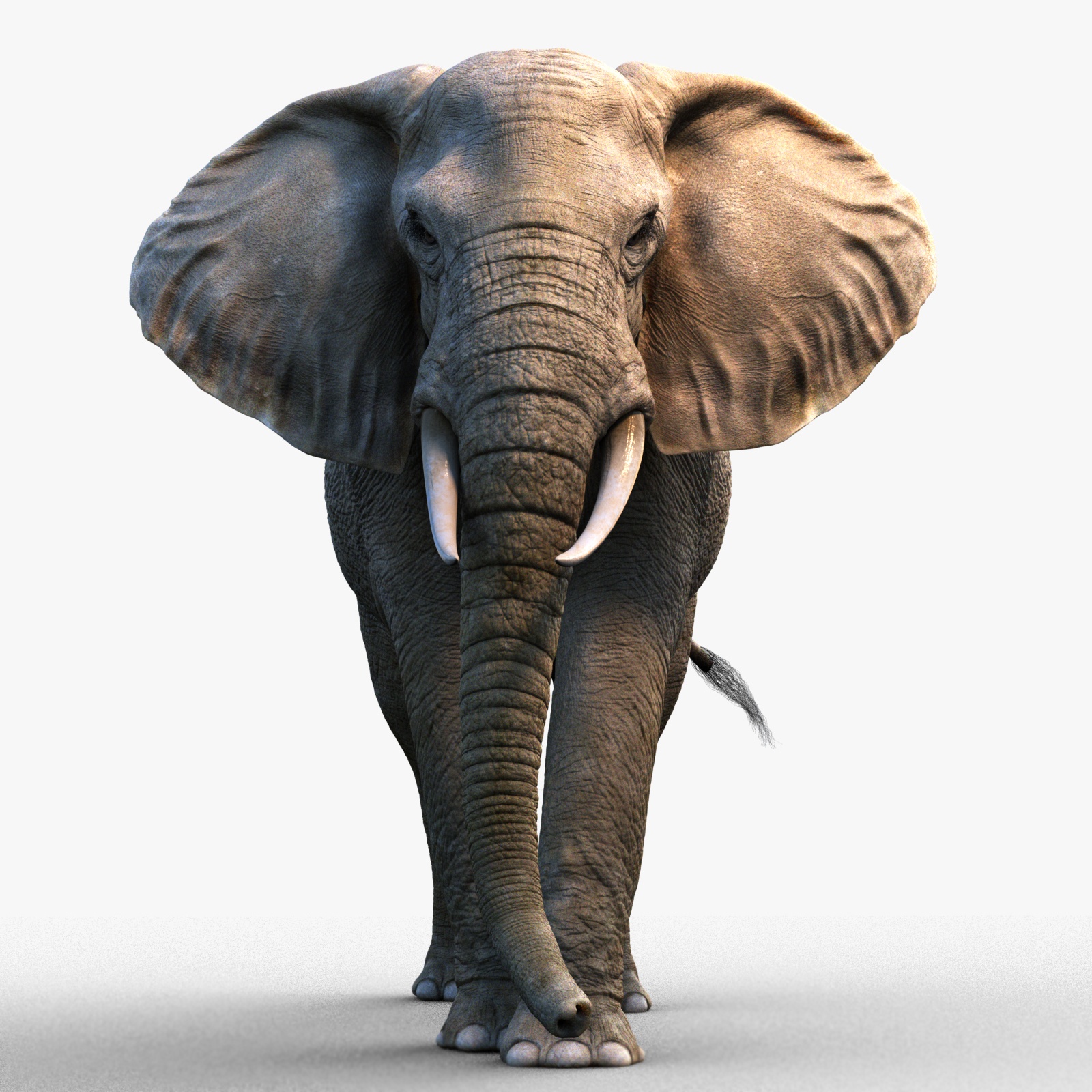 African Elephant (XGEN-CORE) (RIGGED)