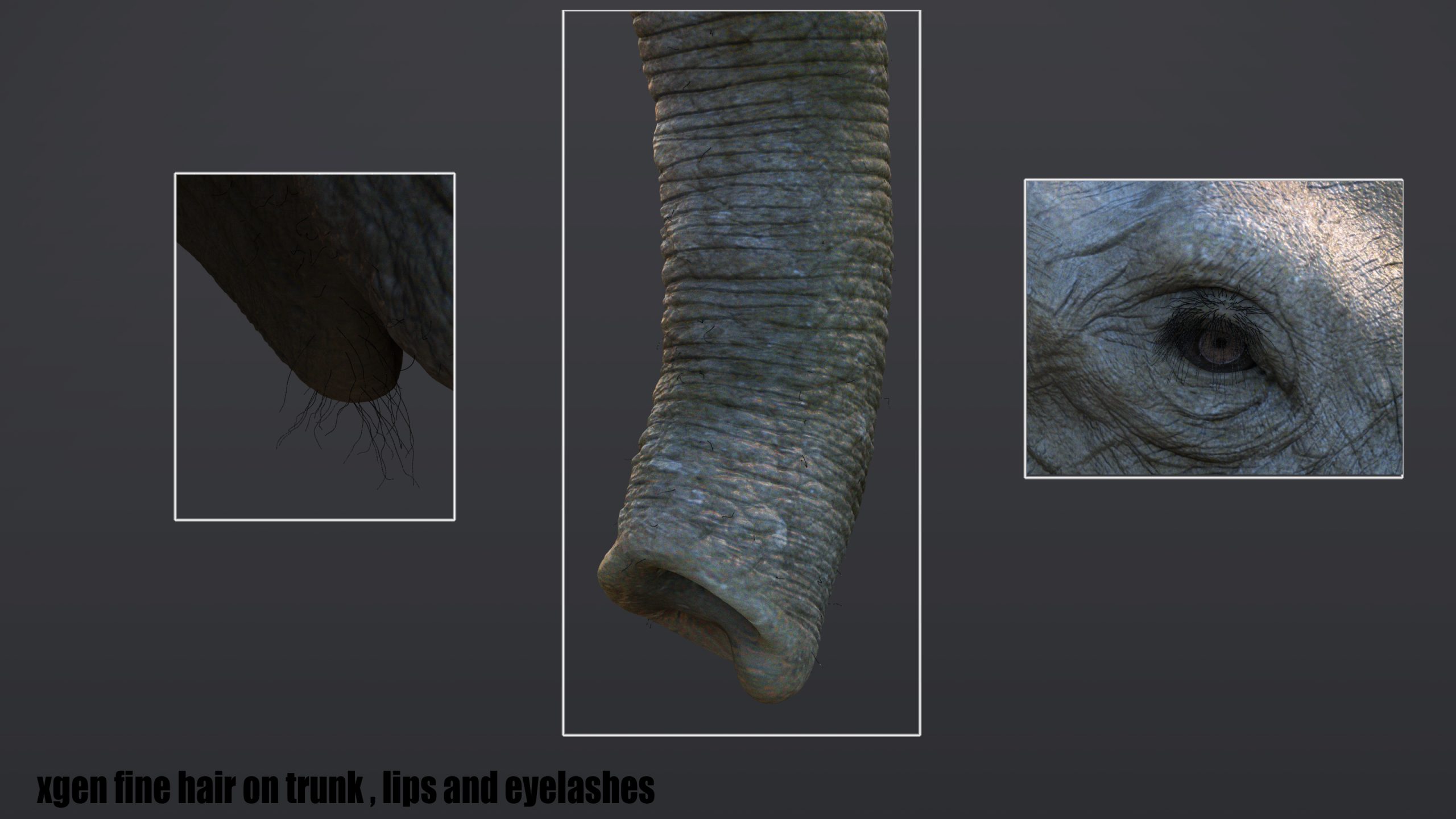 African Elephant (XGEN-CORE) (RIGGED)