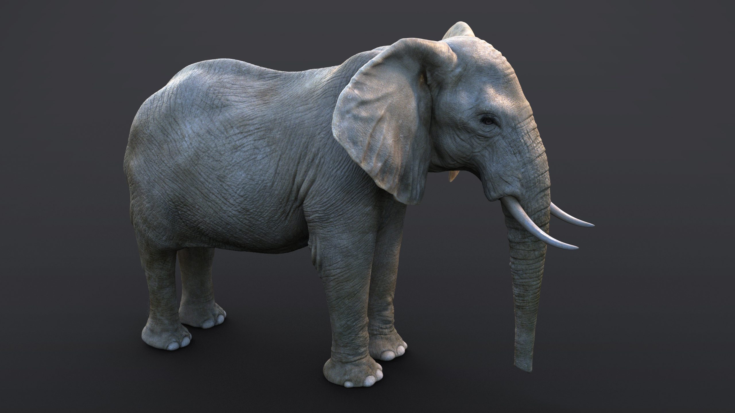 African Elephant (XGEN-CORE) (RIGGED)