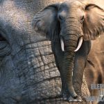 African Elephant (XGEN-CORE) (RIGGED)