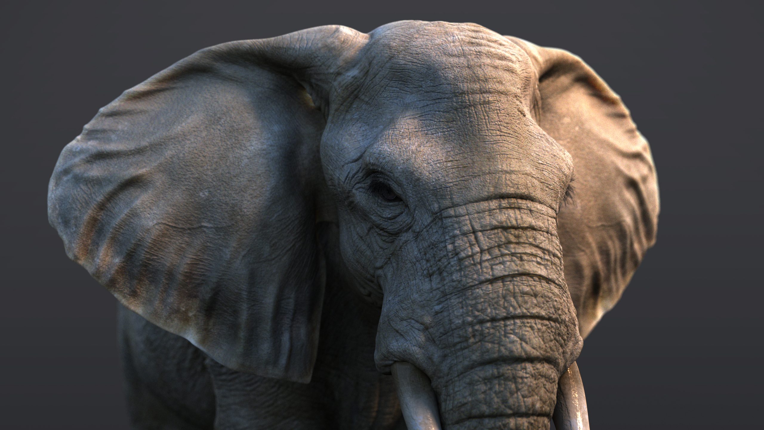 African Elephant (XGEN-CORE) (RIGGED)
